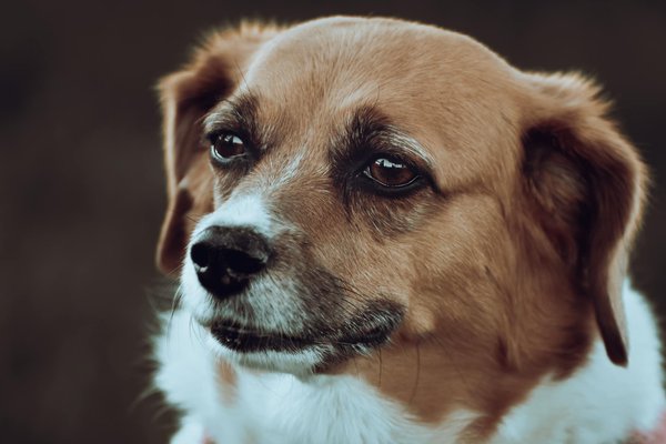 Quels sont les comportements de toilettage chez les grands singes et leur importance sociale?