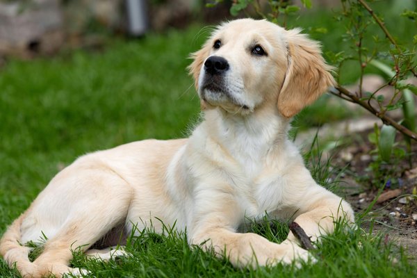 Les meilleures croquettes sans céréales pour chiens selon les pros