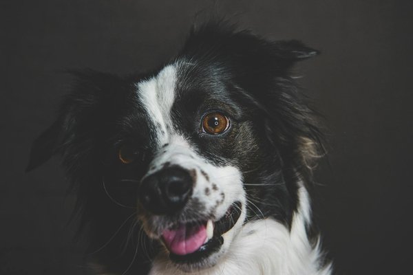 Quels sont les signes de bonne santé chez un phasme feuille et comment les maintenir?