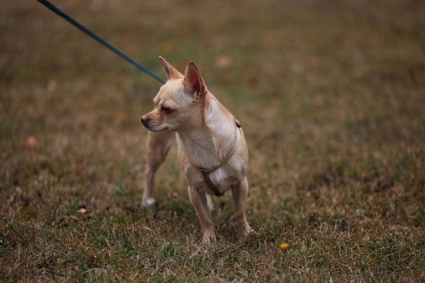 Top 10 produits must-have pour le bien-être de votre chien