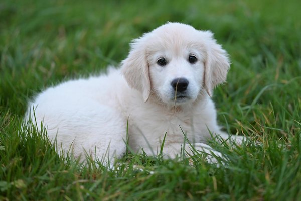 Comment traiter naturellement les troubles gastro-intestinaux d'un chat de race American Curl?