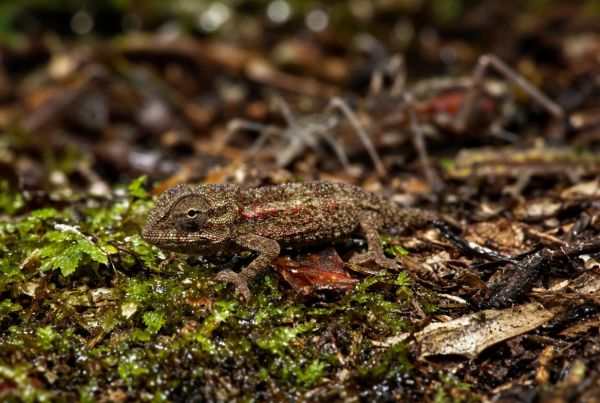Comment les caméléons pygmées gèrent-ils leur taille réduite dans un environnement compétitif?