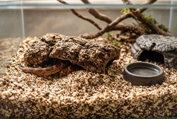 Quels sont les critères pour choisir un bon substrat pour un terrarium de serpents des blés?