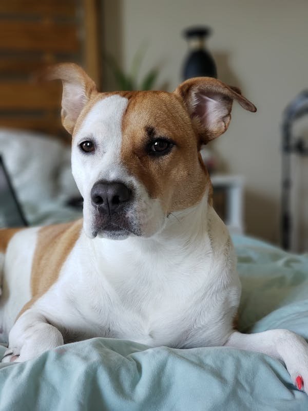 Chien détecteur de punaises de lit à paris : la solution rapide